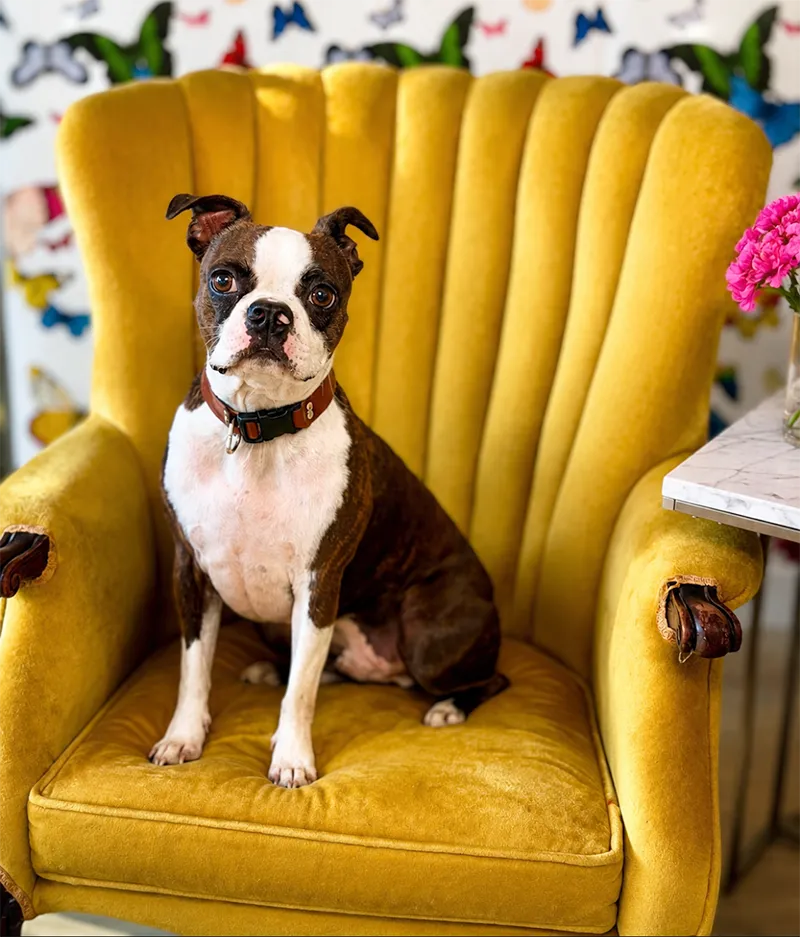 frank-almas-dog